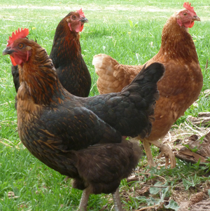 Chicken (FRESH)